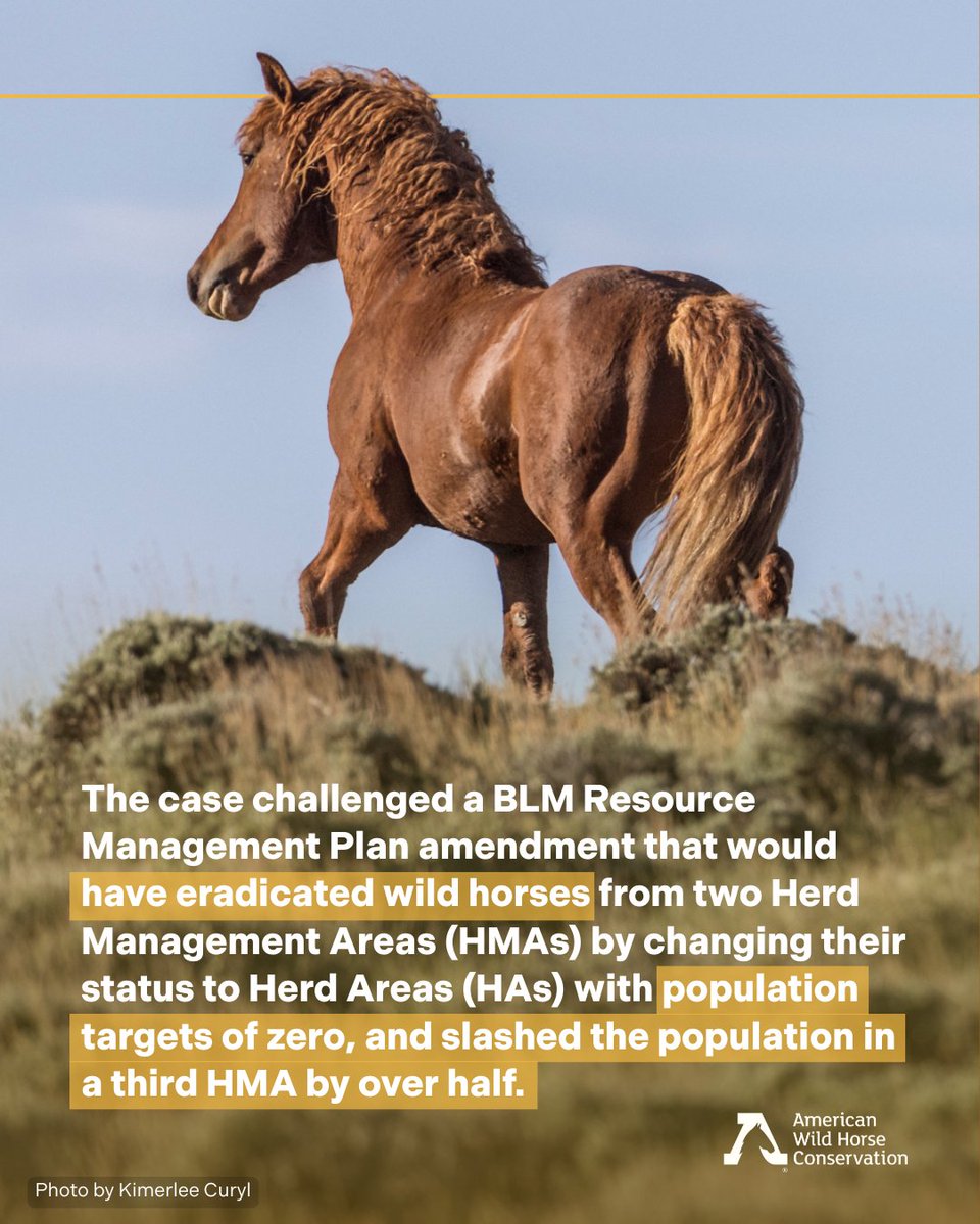 FreeWildHorses's tweet image. 🙌 Major legal win 🎉 This ruling is a major legal check on BLM’s attempt to eradicate wild horses from millions of acres in Wyoming. While it’s a win for now, the court left the door open for BLM to revise and potentially reinstate its plan—so continued vigilance is essential.