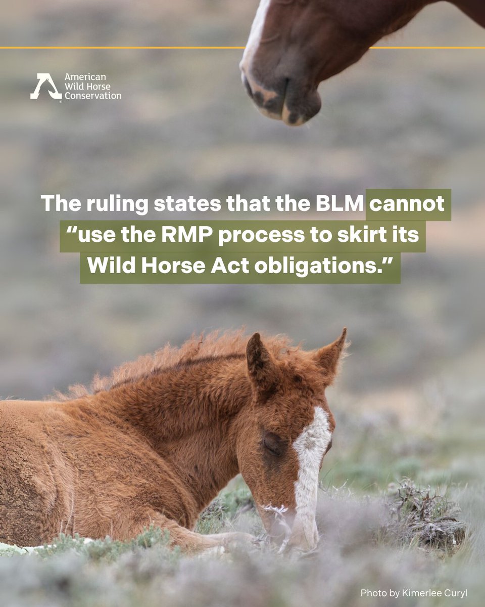 FreeWildHorses's tweet image. 🙌 Major legal win 🎉 This ruling is a major legal check on BLM’s attempt to eradicate wild horses from millions of acres in Wyoming. While it’s a win for now, the court left the door open for BLM to revise and potentially reinstate its plan—so continued vigilance is essential.