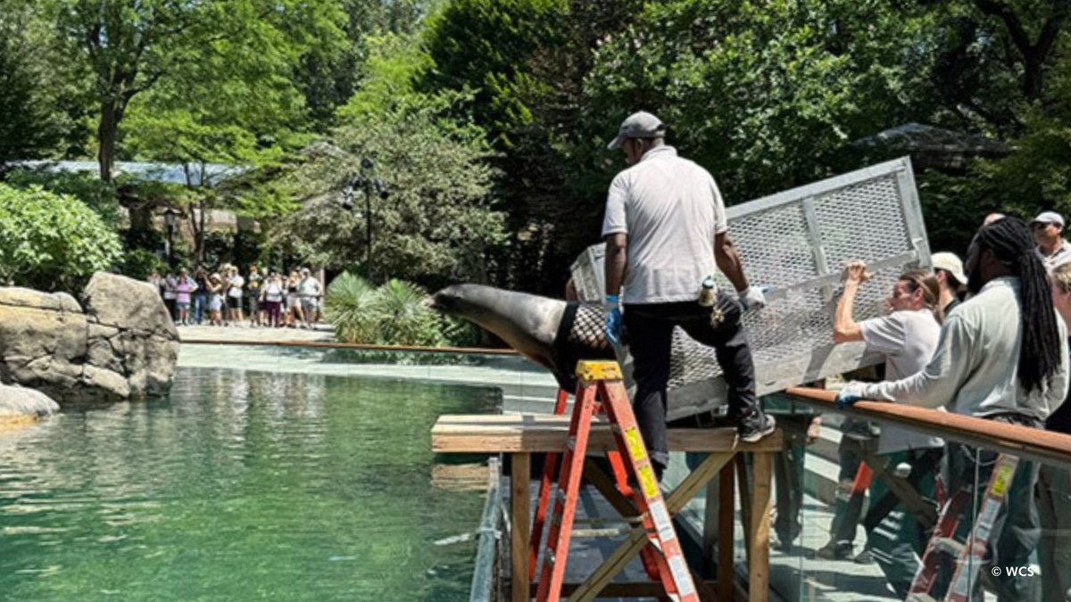 centralparkzoo's tweet image. Our CA sea lions are back from their sojourn in Brooklyn! They were temporarily visiting @nyaquarium, which is also operated by @TheWCS, while we carried out repairs to their exhibit. Join us for a feeding at 11:30am, 1:30pm, & 3:30pm, & welcome them back.