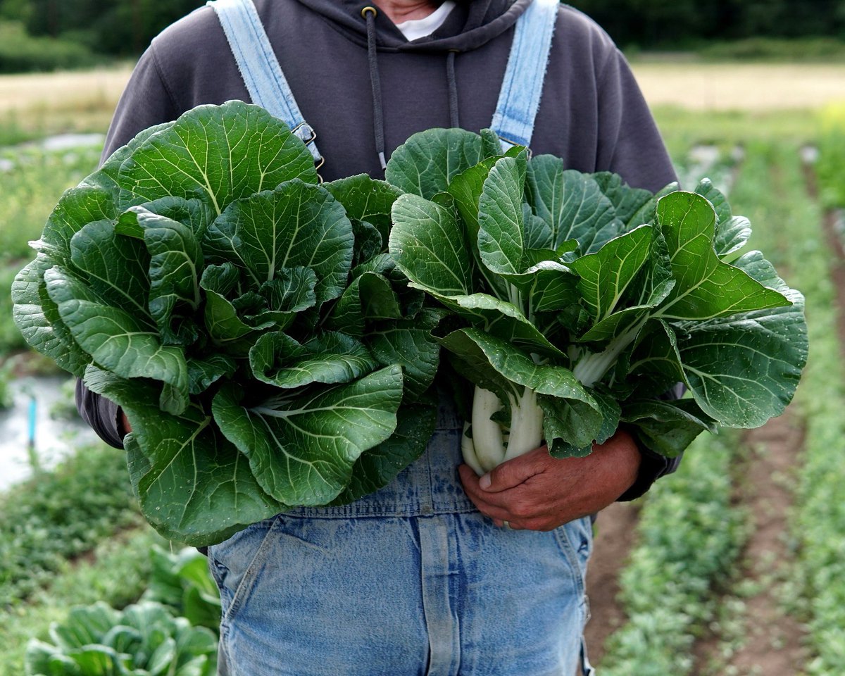 From our trials: Joi Choi Pak Choi lives up to its description— impressively slow to bolt! 💚🌱
