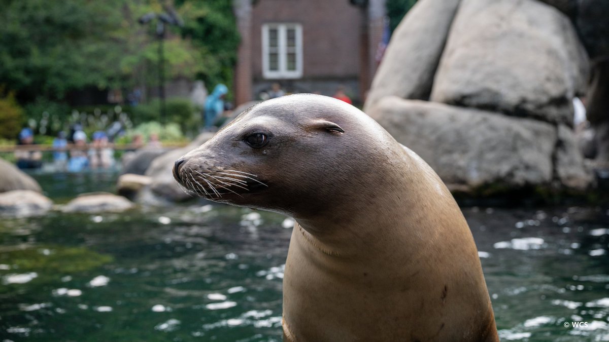 centralparkzoo's tweet image. Our CA sea lions are back from their sojourn in Brooklyn! They were temporarily visiting @nyaquarium, which is also operated by @TheWCS, while we carried out repairs to their exhibit. Join us for a feeding at 11:30am, 1:30pm, & 3:30pm, & welcome them back.