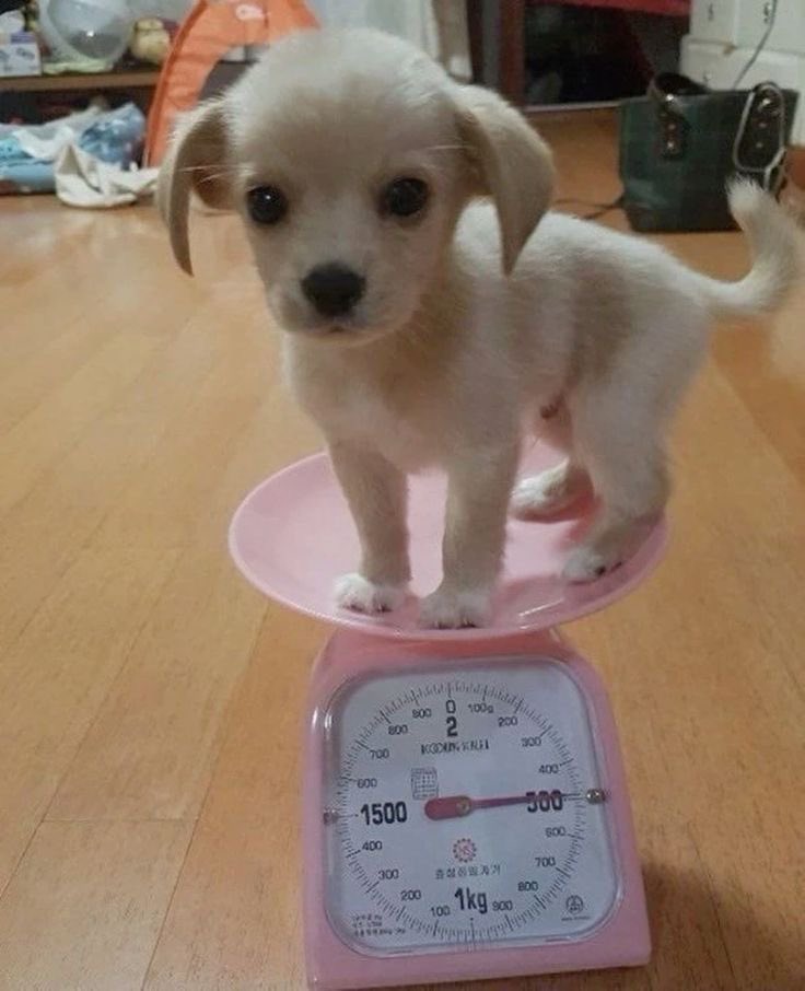 me weighing myself every morning expecting a dramatic change overnight
