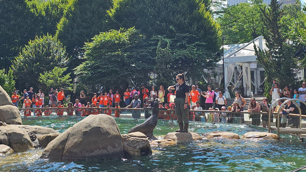 centralparkzoo's tweet image. Our CA sea lions are back from their sojourn in Brooklyn! They were temporarily visiting @nyaquarium, which is also operated by @TheWCS, while we carried out repairs to their exhibit. Join us for a feeding at 11:30am, 1:30pm, & 3:30pm, & welcome them back.