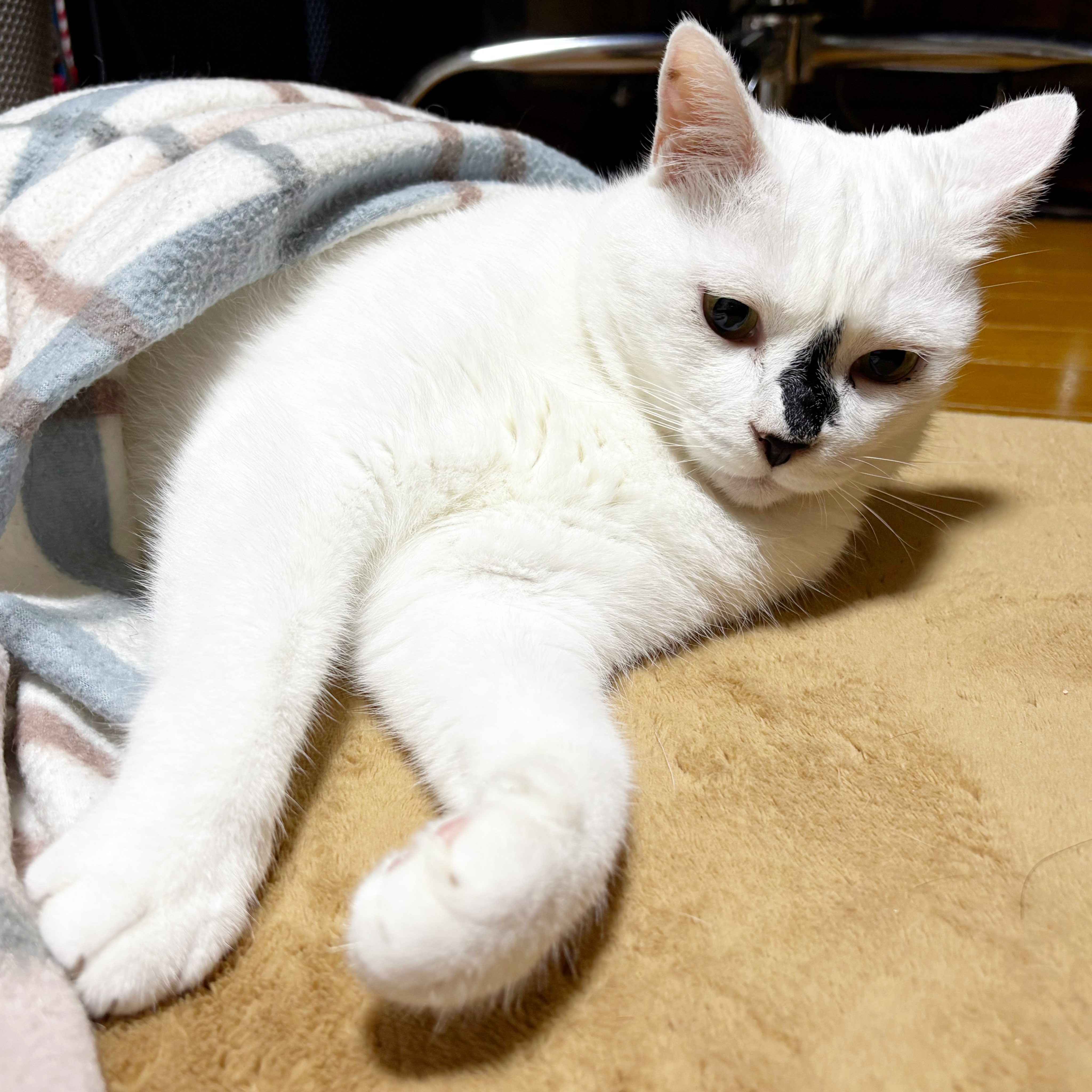 猫 保護猫ベニとハク on X: 