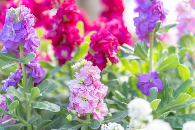 ❤️‍🩹7月16日❤️‍🩹
おはようございます😃
Happy Wednesday 💫💕💫

【今日の一言】
⑦もらうをやめて与える意識をもつ

今日の誕生花
✨ポーチュラカ
　無邪気、いつも元気
✨ストック
　愛の絆、永遠の美