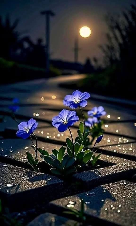 En kötü gün sevdiğini kaybettiğin gün değil 
Sonraları onun yokluğuna 
Alışamamaktır.

Hayırlı geceler