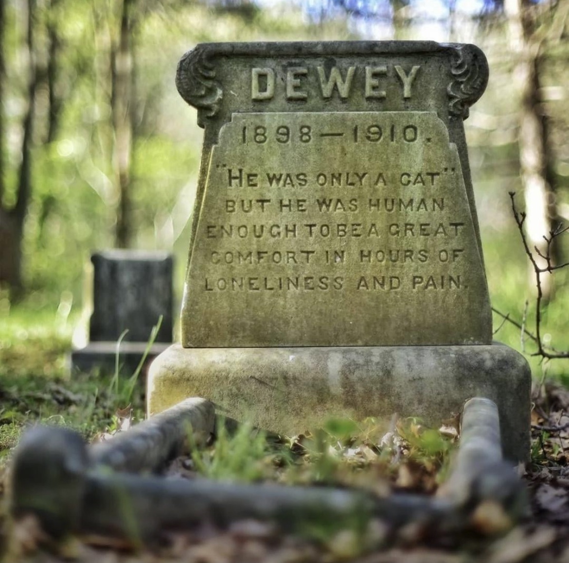 catshealdeprsn's tweet image. "He was just a cat"