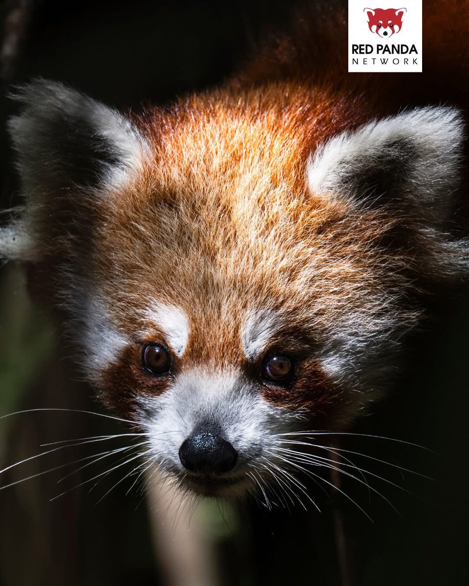 RedPandaNetwork's tweet image. The breathtaking and elusive red panda is an ambassador species for a landscape that supports over 500 million people and over 10,000 species 🐾🌳
Unfortunately, they're critically endangered, with as few as 2,500 red pandas remaining in the wild 😞
At RPN, we're saving this…