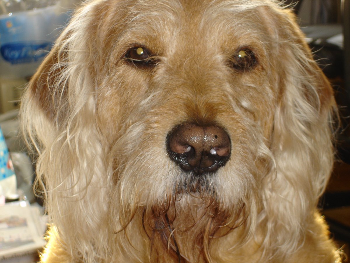 Deweyscani69812's tweet photo. @buitengebieden Dewey's Canine World https://t.co/IckEcBl78t