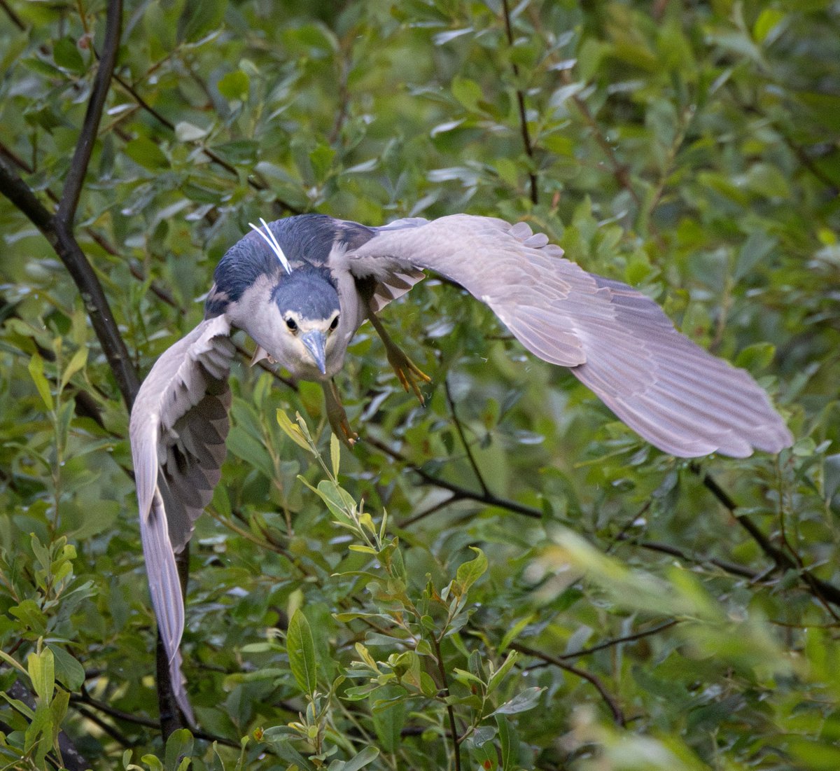 Michael Brady (@mbnewcastle) on Twitter photo Night heron, Marden Quarry, North Tyneside, rarity, 1st one for me, 15/07.25 <a href="/NorthWildlife/">Northumberland Wildlife Trust</a> <a href="/NTBirdClub/">Northumberland & Tyneside Bird Club</a> <a href="/BBCSpringwatch/">BBC Springwatch</a> <a href="/WildlifeMag/">BBC Wildlife</a> #nightheron <a href="/CanonUKandIE/">Canon UK and Ireland</a> Night heron, Marden Quarry, North Tyneside, rarity, 1st one for me, 15/07.25 <a href="/NorthWildlife/">Northumberland Wildlife Trust</a> <a href="/NTBirdClub/">Northumberland & Tyneside Bird Club</a> <a href="/BBCSpringwatch/">BBC Springwatch</a> <a href="/WildlifeMag/">BBC Wildlife</a> #nightheron <a href="/CanonUKandIE/">Canon UK and Ireland</a>