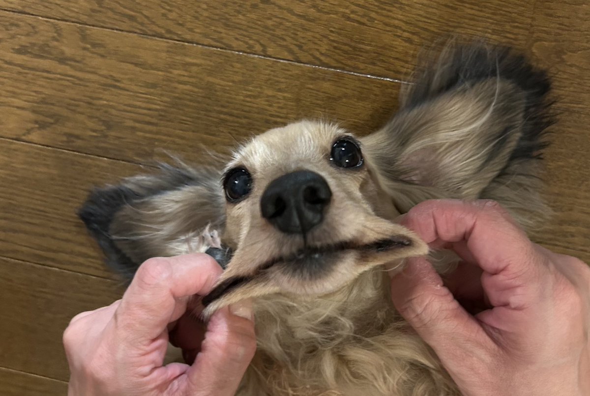 「時々ほっぺ伸ばしにきますよね」

ええ、好きなので。

#ミニチュアダックスフンド 
#犬のいる暮らし 
#本当はもっと伸びる