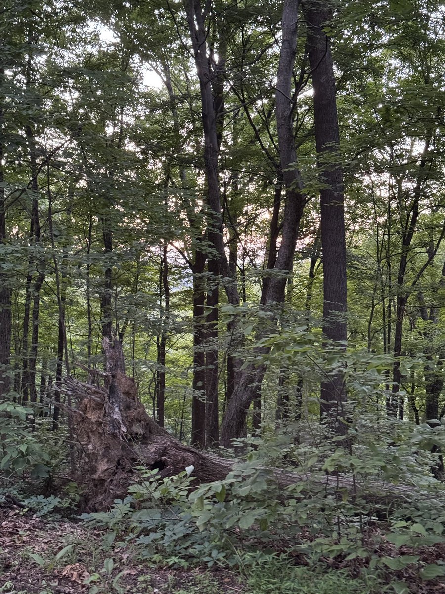 jpstivers's tweet image. 🏕️ Loving our time in Brown County State Park 🌲