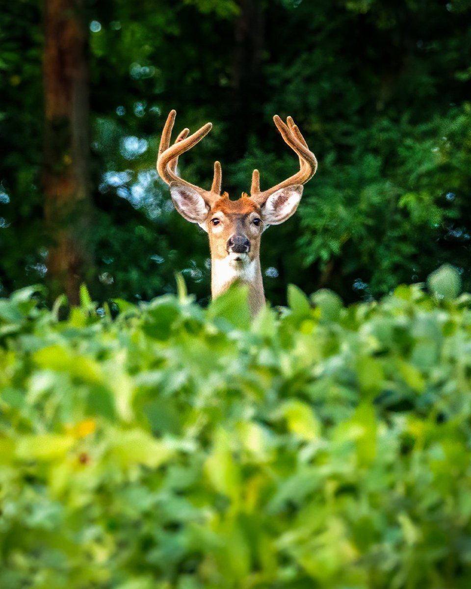 Realtree's tweet image. How to find your target buck this summer? Learning where bucks live during the dog days can help you arrow a shooter in fall. Link for more tips: realtree.me/4lTZnFC
#Realtree