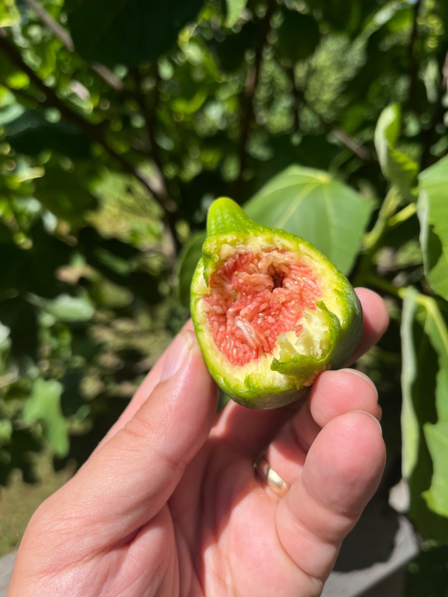 Speaking from the constantly recurring miracle that we call “life,” I am pleased to report that once again, the figs are ripe.