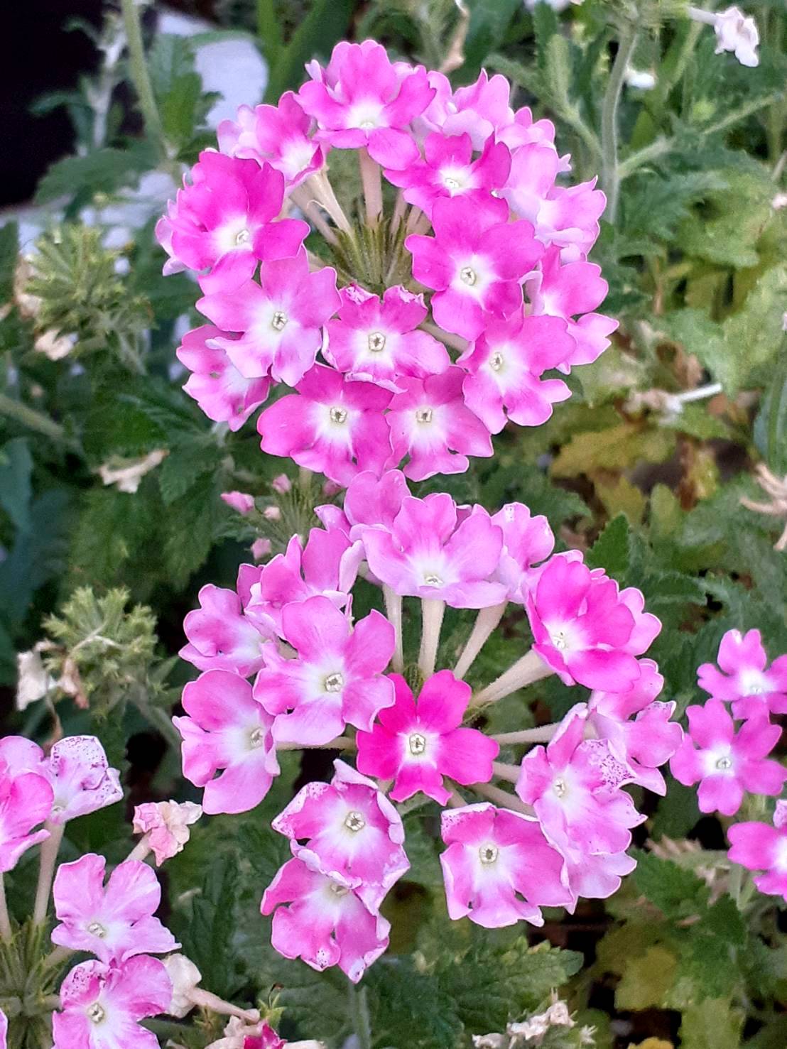 ❁花＊花mammy❁ 🏆ⒹⒶⓉⒺ : 2025.07.21 #𝐑𝐞𝐩𝐨𝐬𝐭 @meiko_flowers