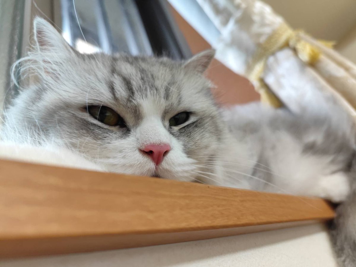 7月16日 水曜日✨
٩(„❛ ֊ ❛„)*おはよ*🌸
良い一日になりますように🥰
今日もﾅｶﾖｼ(๑ơ ₃ ơ)人(ㆁωㆁ*)ﾖﾛｼｸ️🐾

今日は雨模様の一日🥹
その分、暑さは少し和らぎそう❣️

ミルクは
窓辺で溶けてたꉂ( ,,´ლ`,, )&lt;ब&lt;ब
眠そうなお顔が可愛い(*´艸`)

#猫好きさんと繋がりたい𓏲𓎨