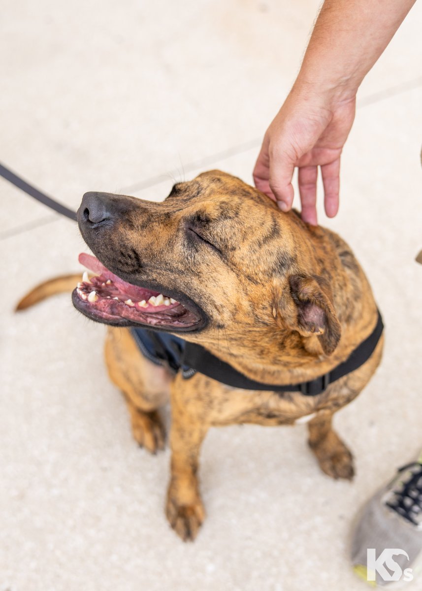"I have tried almost every therapy option. Without being able to look forward to this program, I likely wouldn't be here," said Army #Veteran Brad.

Since being paired with his Service Dog, Odyssey, he feels more patient &amp; understanding. They save each other.