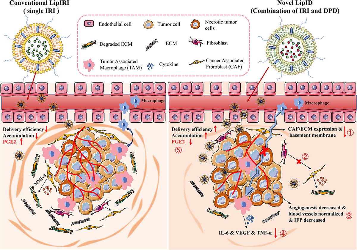 JCRnEDITORS's tweet photo. Irinotecan and dexamethasone prodrug co-loaded liposomes for the treatment of breast cancer.
| Yu Zhang, Shenyang Pharmaceutical Univ. |
[50 days' free access]
#prodrug #liposome #codelivery
https://t.co/Ieh2uwOw8A https://t.co/8h7eWnnpGV