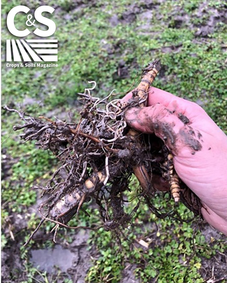 ASA_CSSA_SSSA's tweet image. 🌱New research! Giant miscanthus is a promising alternative crop for tough lands, thriving under flooding and deer pressure. 👉 Learn more: ow.ly/6TrW50WlS6C #Agriculture #SustainableFarming #Miscanthus #CropScience