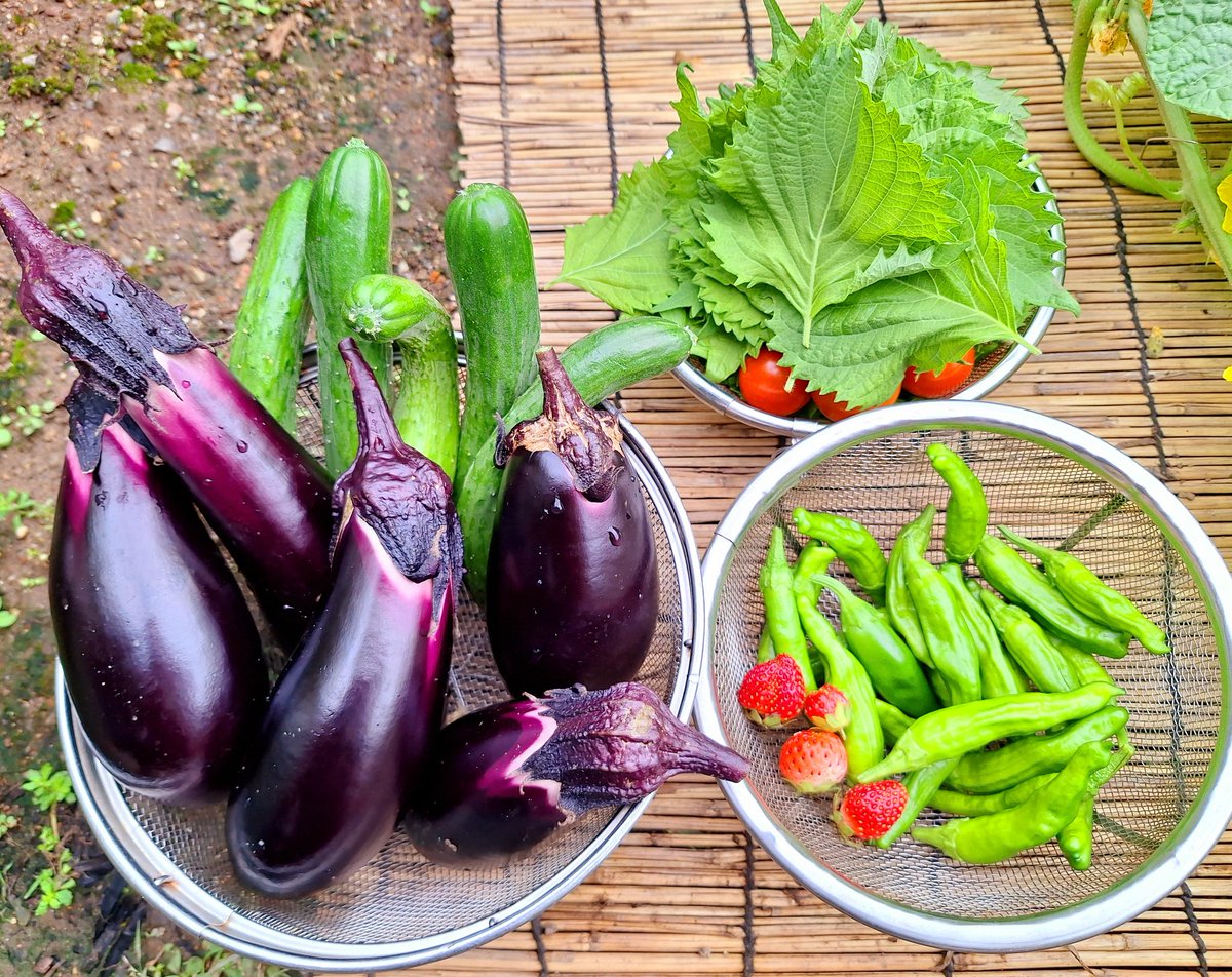 ただいまおはようおかひじき☘️
今朝の収穫🥒🍆🍅🍓🫑
今日はシシトウが隠れていっぱいなってました。青じそも50枚ぐらい
キュウリは5本でした🥒

現在キュウリ 146本目🥒
