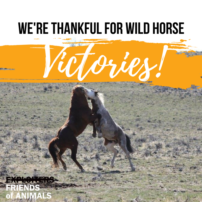 FoAorg's tweet image. In a stunning victory for Wyoming’s wild horses, the Tenth Circuit has ruled that the Bureau of Land Management did not follow the law in making its decision to zero out wild horses in the state’s Checkerboard! FoA is proud to be a part of this movement 🎉friendsofanimals.org/foa-wins-lawsu…