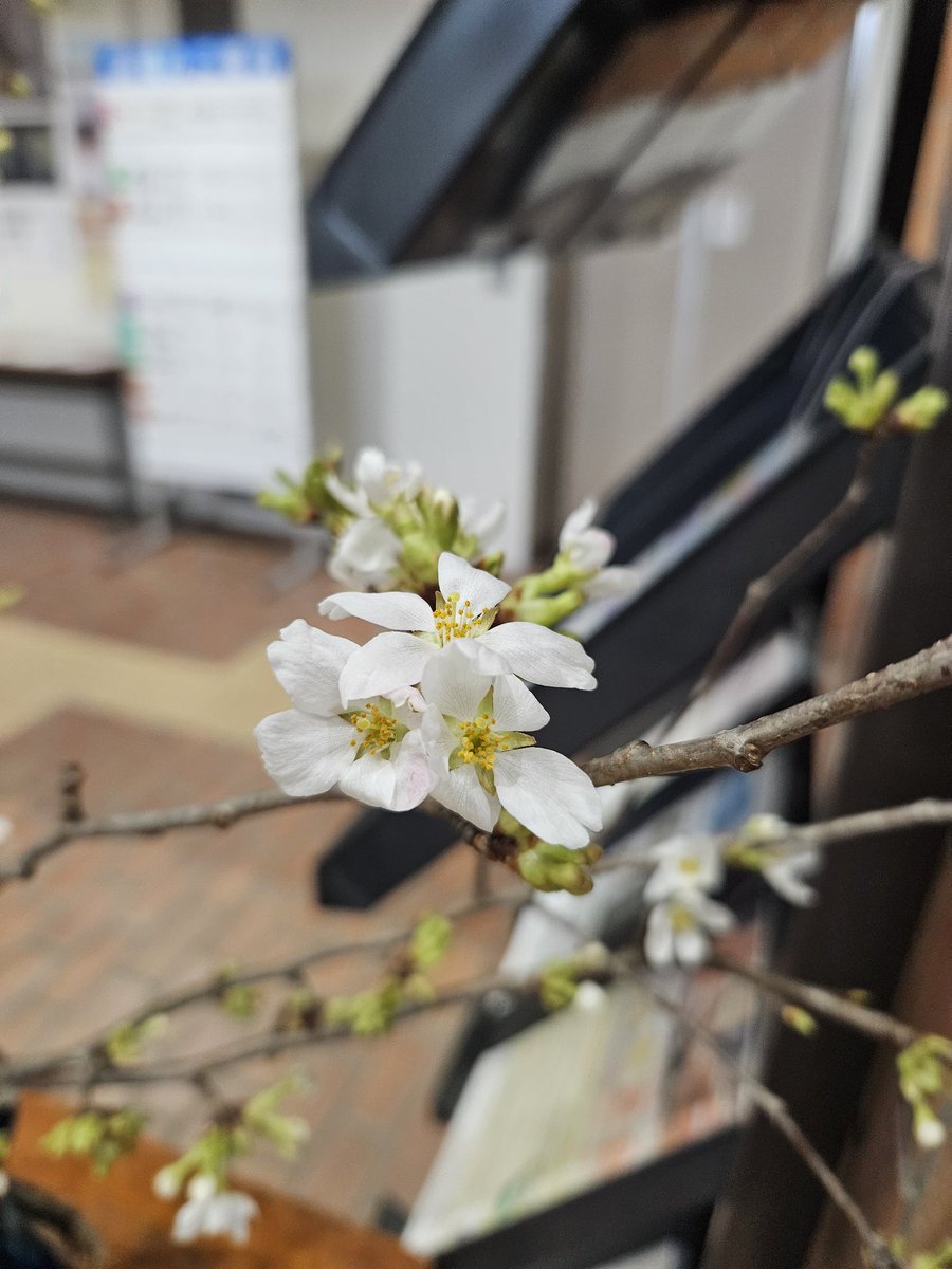 ojiya_clc's tweet image. #おぢや利雪研究会 が #夏の桜 を届けてくれたき~🌸
市民会館にお越しの際は、季節外れの #桜 🌸をご覧ください😊
#小千谷市民会館
#小千谷