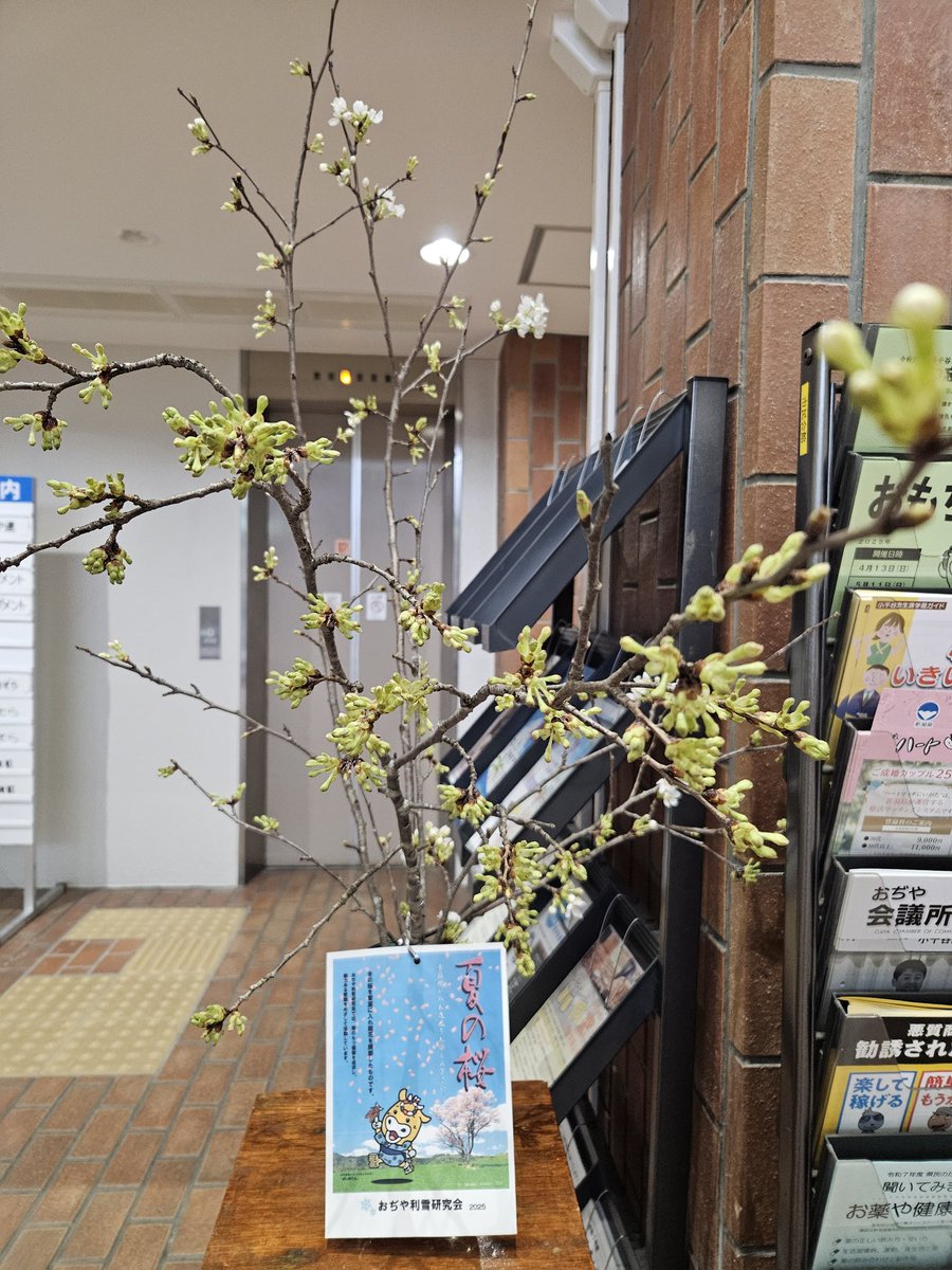 ojiya_clc's tweet image. #おぢや利雪研究会 が #夏の桜 を届けてくれたき~🌸
市民会館にお越しの際は、季節外れの #桜 🌸をご覧ください😊
#小千谷市民会館
#小千谷
