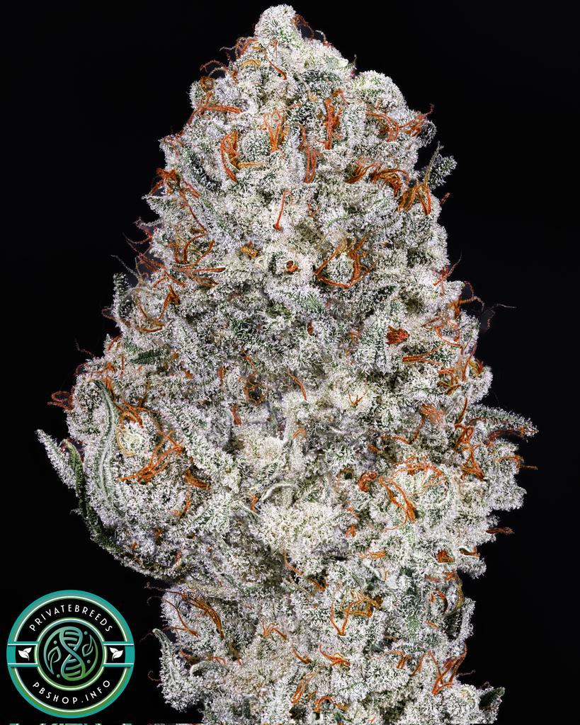 Privatebreeds's tweet image. (Laghman Afghani Landrace x Puck bc3) x ((Amnesia Haze x Jack Herer) x (Super Silver Haze x Appalachia))
Love these way too much during testing. Insanely savage terps, trichome production, and extremely potent. Unadulterated by modern strains. The Laghman hand picked by my…