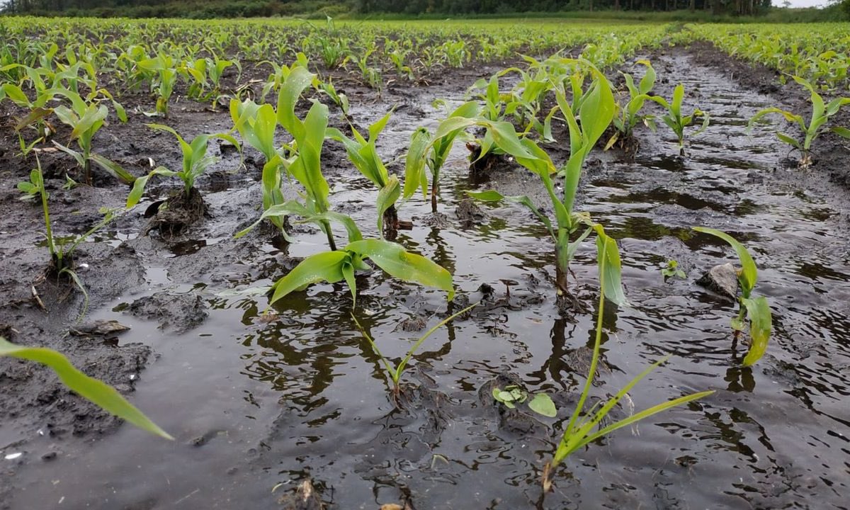 #EsNoticia Gobernador de Portuguesa estima caída de un 60% en la siembra de maíz por impacto climático
minutaagropecuaria.com/nacionales/238…