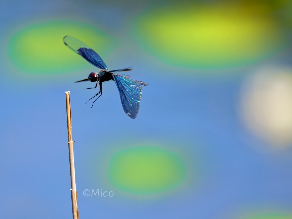 Nip8sino's tweet image. 7月16日(水)🌤️25℃ 7:00AM
昨年と同じ風景が見られてなによりです。
マイフィールド
#NaturePhotography #チョウトンボ
#トンボ #Z8 #Z663
ヒツジグサの咲く頃