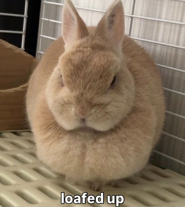 Bunnies tweet media