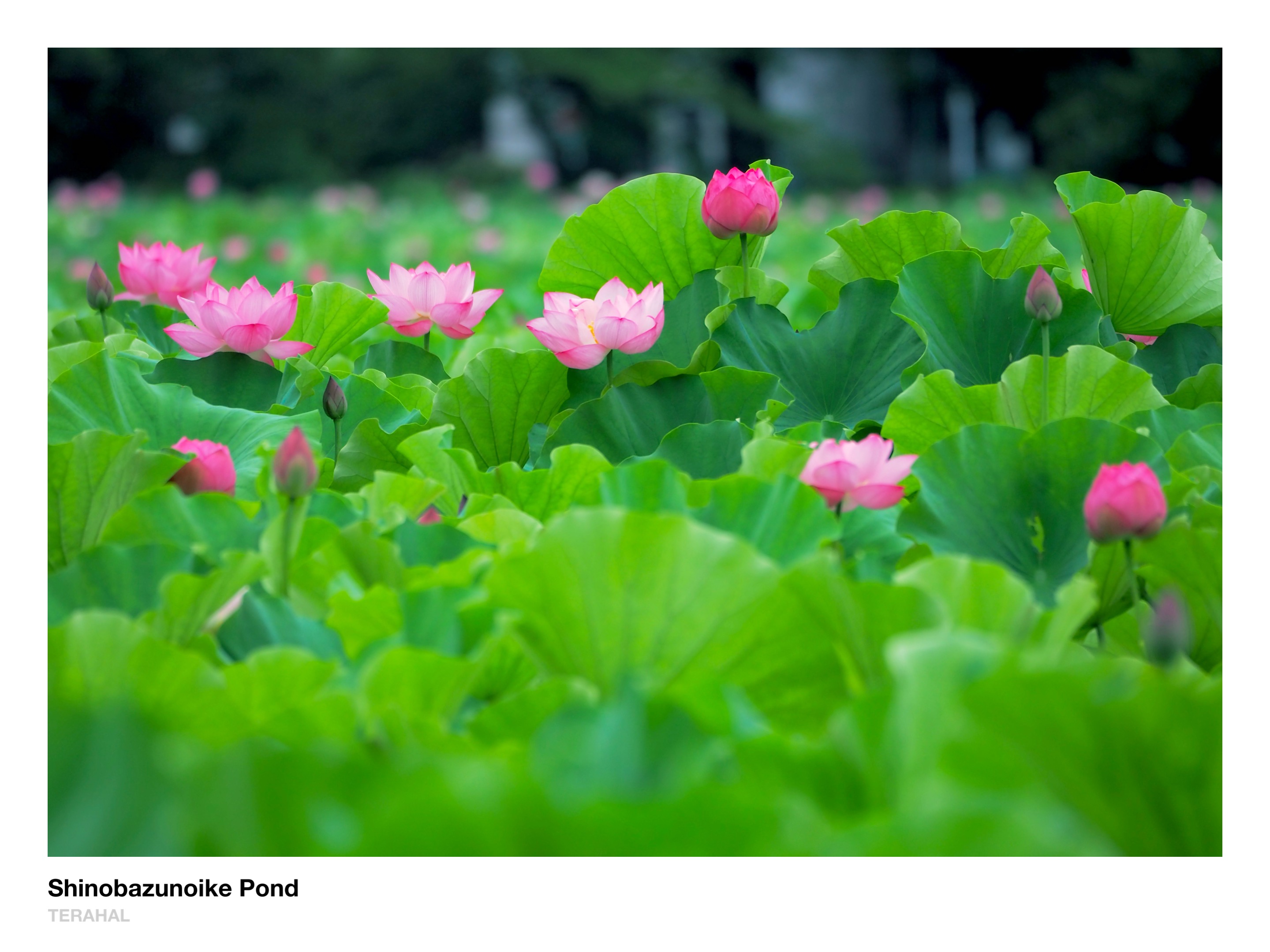 ♡花♡蓮 大賀蓮 by sam777 （ID：13057644） - 写真共有サイト:PHOTOHITO
