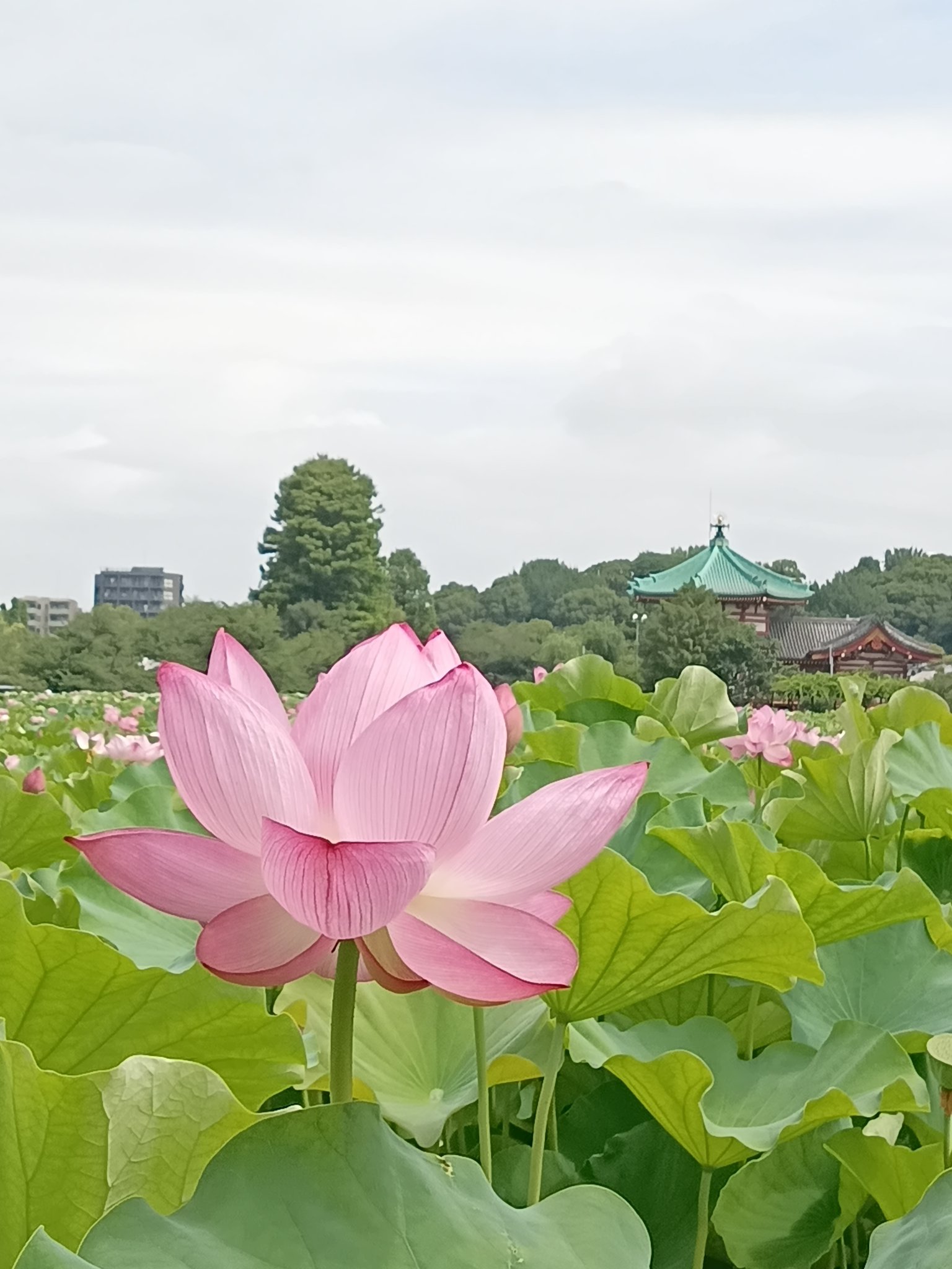 東江写生帳♦♦♦♦上　✨生命ある野の花✨ Amazon.co.jp: 東江写生帳上 生命ある野の花 : おもちゃ