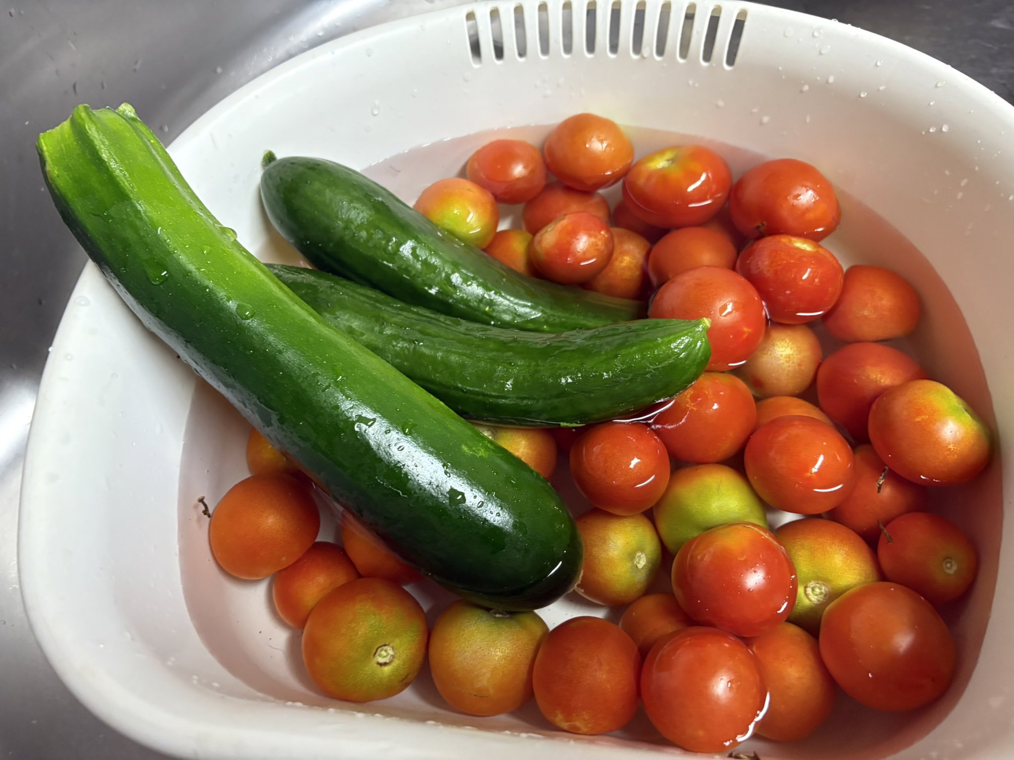 トマト&ズッキーニ 野菜詰め合わせセット㊻ブラックベリー ズッキーニ トマトあいこ