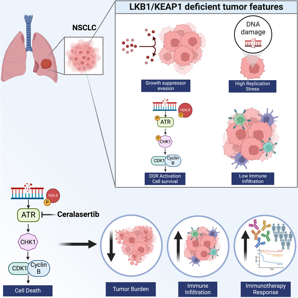 Pulmonary Cell News (@pulmonary_news) on Twitter photo A research team from MD Anderson Cancer Center (<a href="/MDAndersonNews/">MD Anderson Cancer Center</a>) shows that KEAP1-NRF2 pathway drives a compensatory modulation of ATR-CHK1 signaling, enhancing vulnerability to ATR inhibitors.
π bit.ly/3UcDBAX A research team from MD Anderson Cancer Center (<a href="/MDAndersonNews/">MD Anderson Cancer Center</a>) shows that KEAP1-NRF2 pathway drives a compensatory modulation of ATR-CHK1 signaling, enhancing vulnerability to ATR inhibitors.
π bit.ly/3UcDBAX