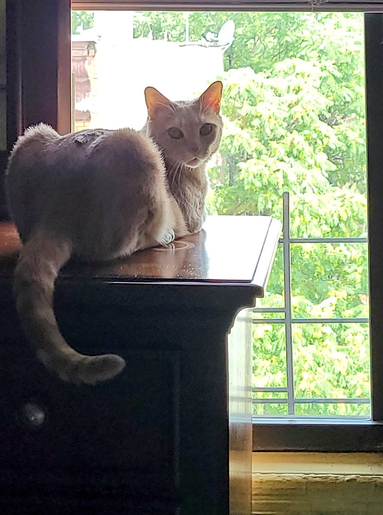 Time to get up, stretch, #Hedgewatch and then the pawparazzi showed up 😼😹
Hope's all mine frens enjoyed this Tuna Tuesday. Me's lubs you's all and wish you's the bestest week. Extra pawhugs for those who's needs them's ❤️💛🐾#Hedgewatchers #CatsOfTwitter #AdoptDontShop