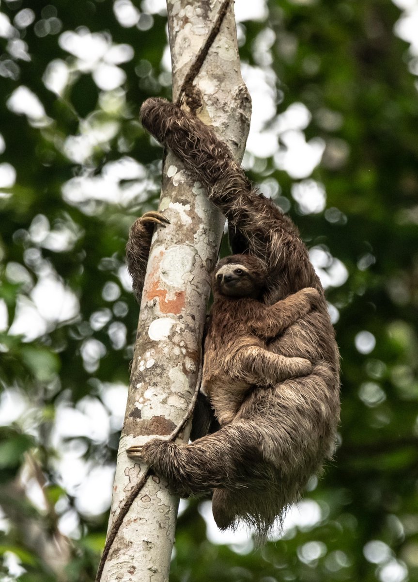 Snapperlen's tweet photo. Just back from a holiday beautiful Panama and there were sloths everywhere. #canopytower #canopylodge https://t.co/v0dfk4eQND