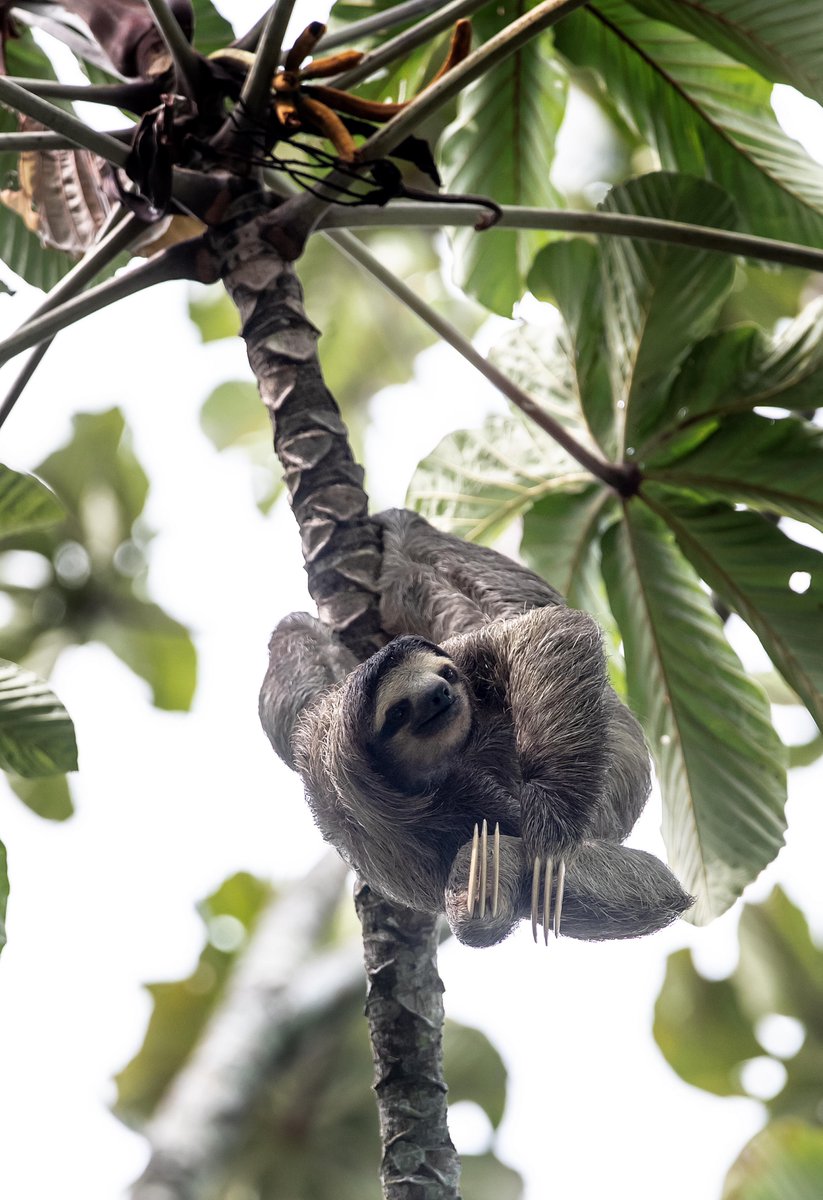 Snapperlen's tweet photo. Just back from a holiday beautiful Panama and there were sloths everywhere. #canopytower #canopylodge https://t.co/v0dfk4eQND