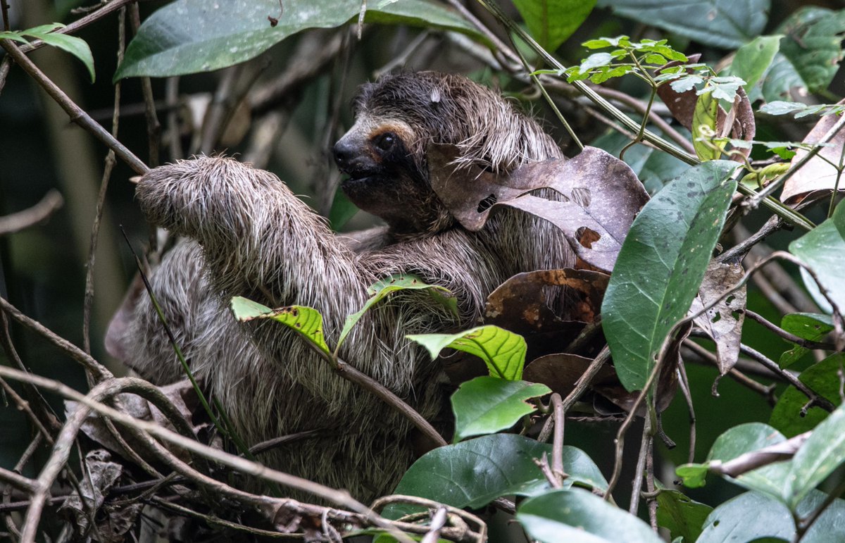 Snapperlen's tweet photo. Just back from a holiday beautiful Panama and there were sloths everywhere. #canopytower #canopylodge https://t.co/v0dfk4eQND