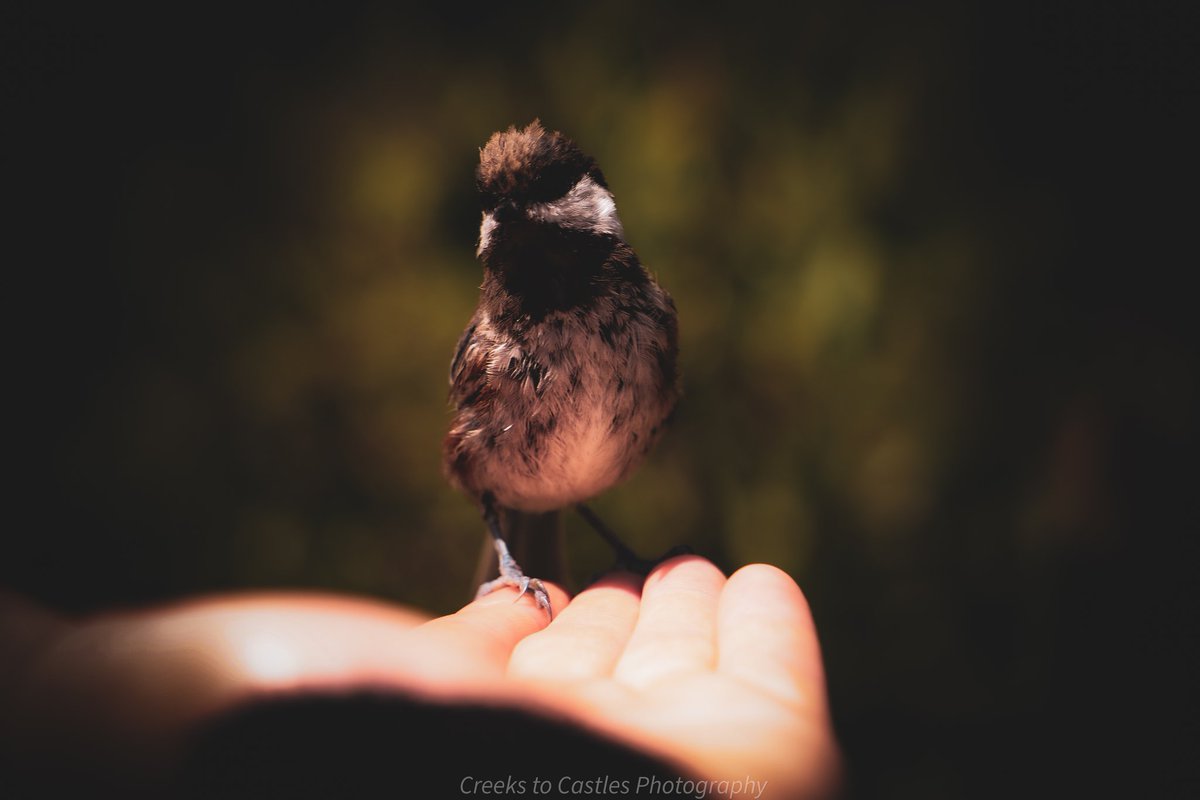 I held birb 

Pretty good time