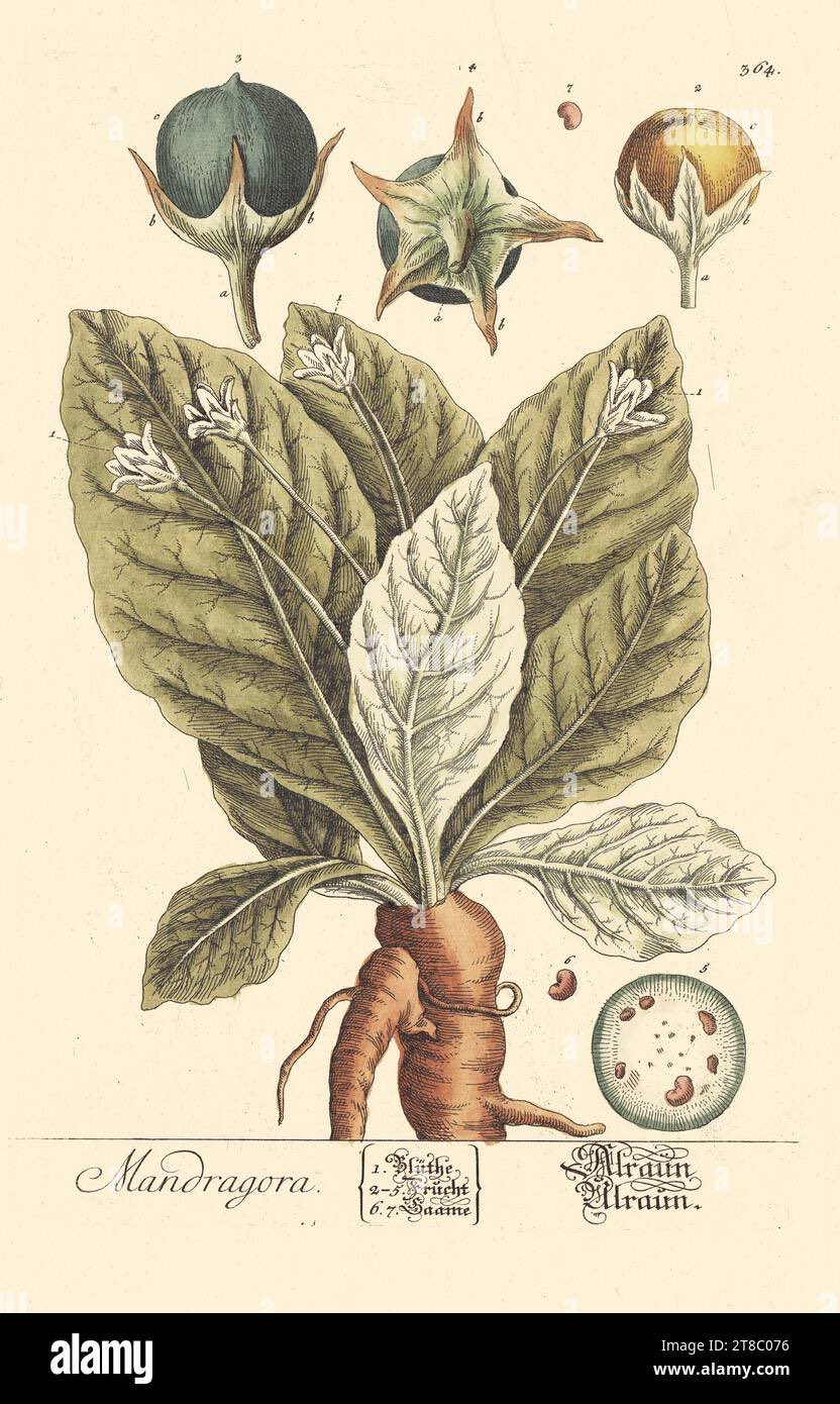 聖書植物 (動物) 大事典 聖書植物大事典 | ウイリアム スミス, 藤本 時男 |本 | 通販