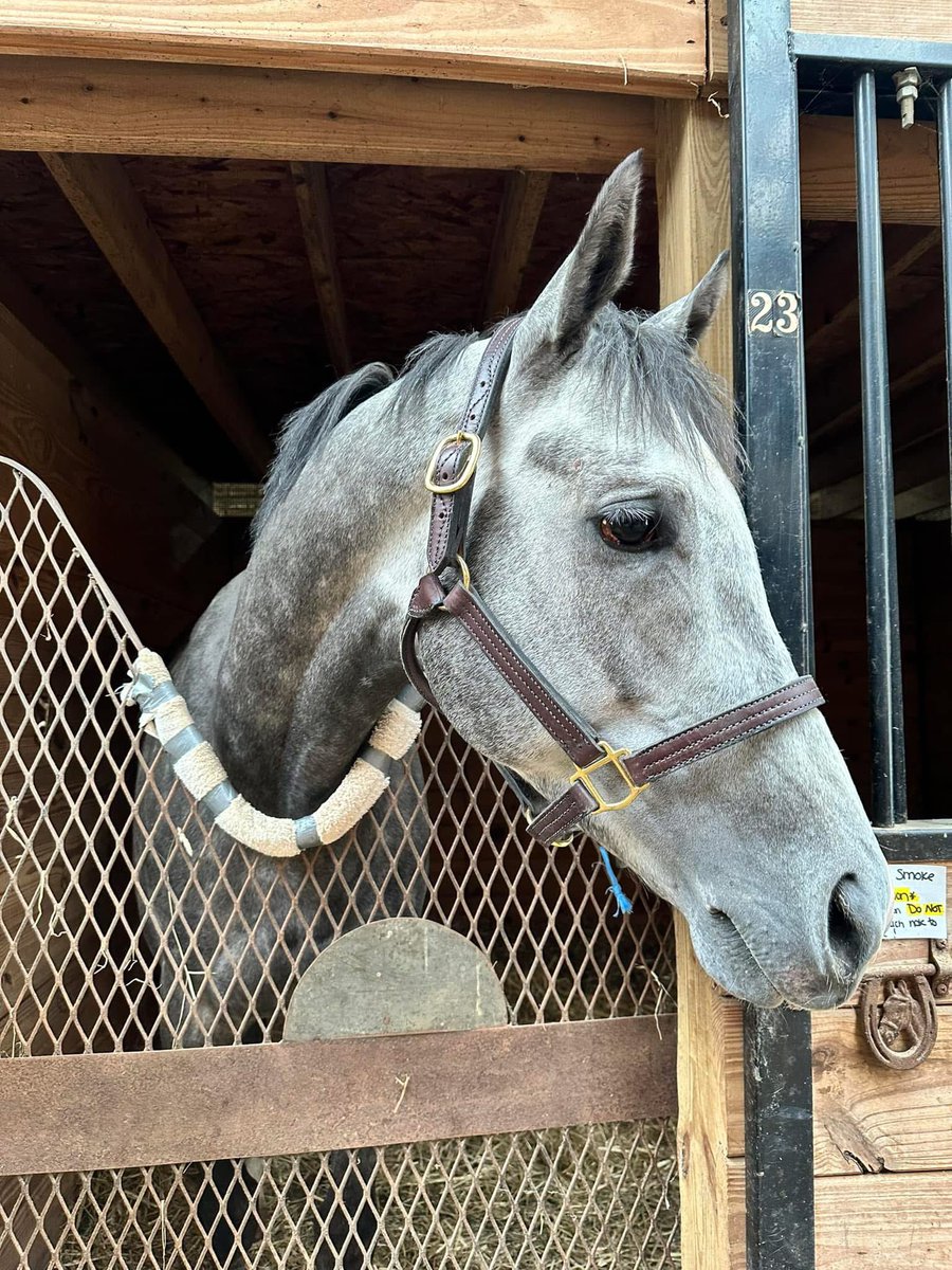 Joseph A. Irace (@josephirace) on Twitter photo Exciting news tomorrow! For the first time ever, we have a horse racing at <a href="/TheNYRA/">NYRA (🎪)</a> Saratoga! Our boy Catch the Smoke will be in race 8, post time 5:18. Our trainer <a href="/WPottsRacing/">Wayne Potts</a> has him ready to go, and <a href="/DavisJockey/">Dylan Davis 🇺🇸🏇🍀</a> will be riding! Hope to see everyone there! Lets get lucky!🏇🏇 Exciting news tomorrow! For the first time ever, we have a horse racing at <a href="/TheNYRA/">NYRA (🎪)</a> Saratoga! Our boy Catch the Smoke will be in race 8, post time 5:18. Our trainer <a href="/WPottsRacing/">Wayne Potts</a> has him ready to go, and <a href="/DavisJockey/">Dylan Davis 🇺🇸🏇🍀</a> will be riding! Hope to see everyone there! Lets get lucky!🏇🏇