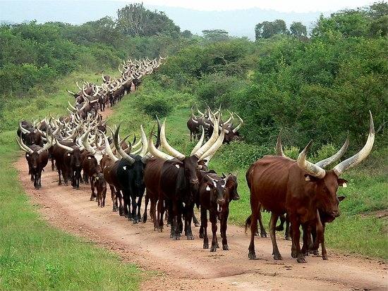 What do you call a group of cows in your local language?