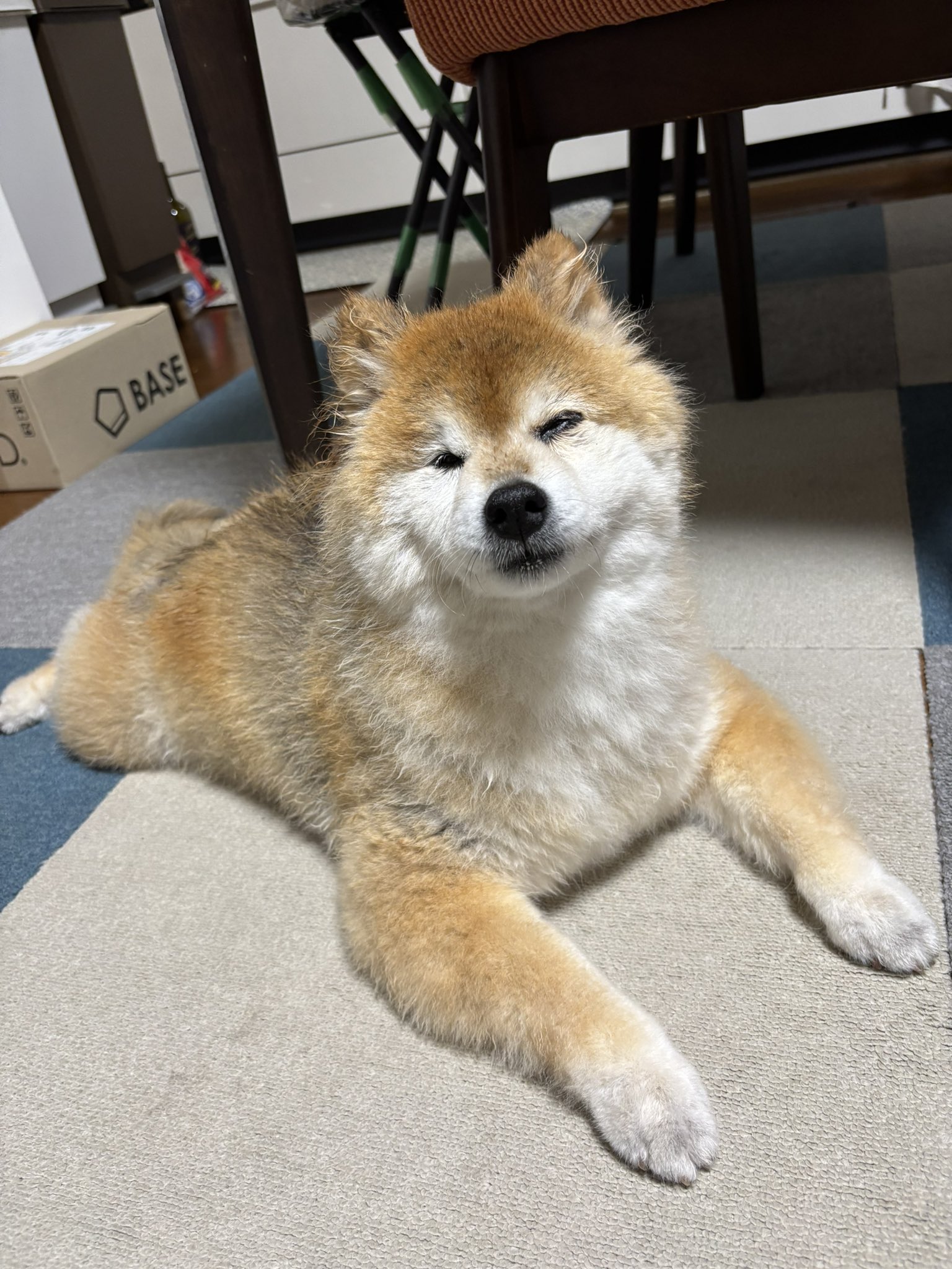 柴わんこ様♡ありがとうございます♡ 柴犬のちよ on X: 