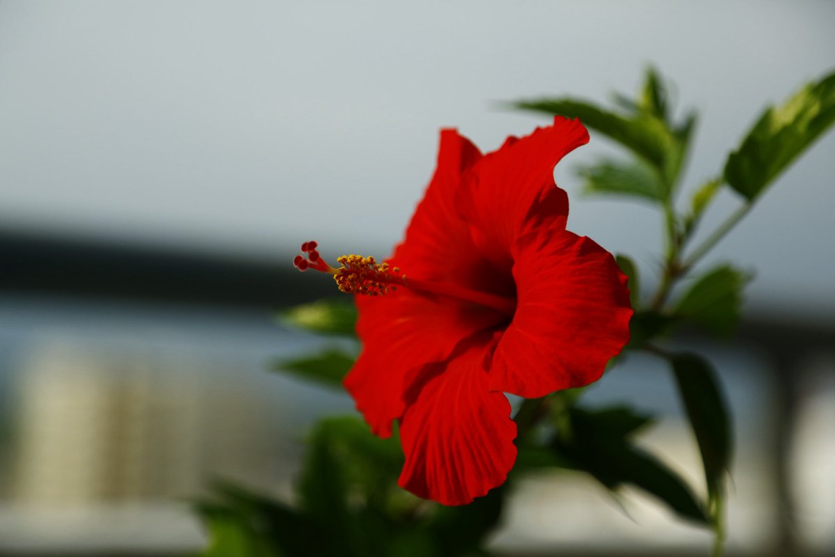 朝陽を浴びて

ウチの子、今年も咲いてくれました😊

#CANON 
#canoneos5dmark3 
#myeos
#flower
#flowerphotography