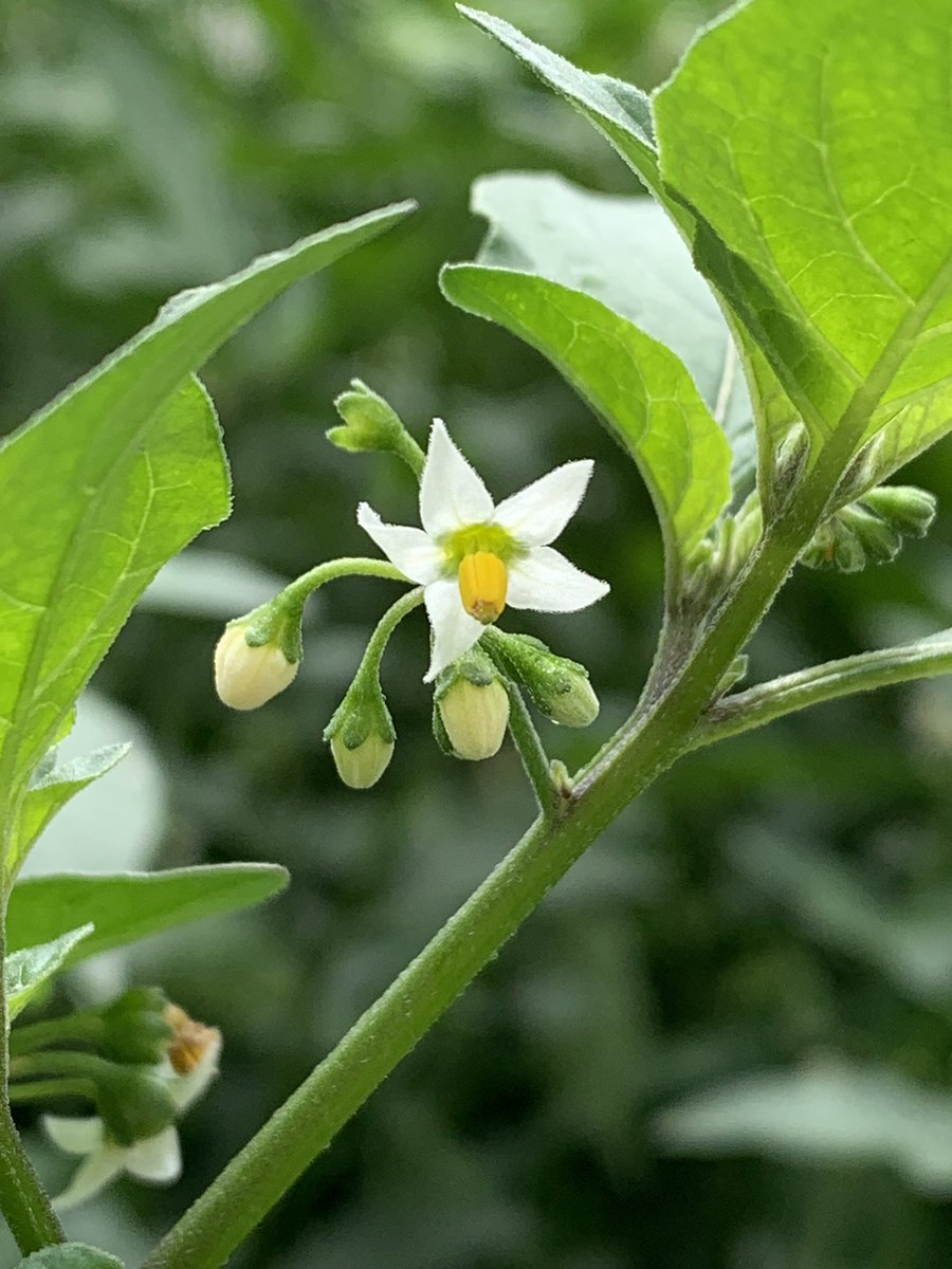 M46amrita's tweet image. 路地裏にて。戸建て更地の定番、強すぎる夏の陽射しにも辟易する蒸し暑さにも耐えて、花をつけ実をむすぶその生命力には瞠目せざるをえないね。いのちは力だ。そうだ、強い力だ。フォルティヴィダ!