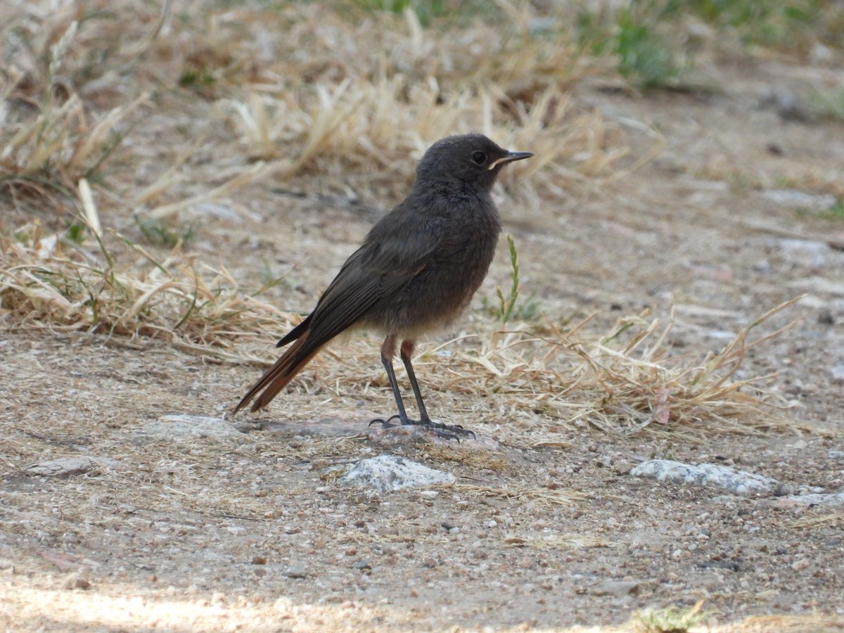 Colirrojo tizón en La Cañada, Ávila