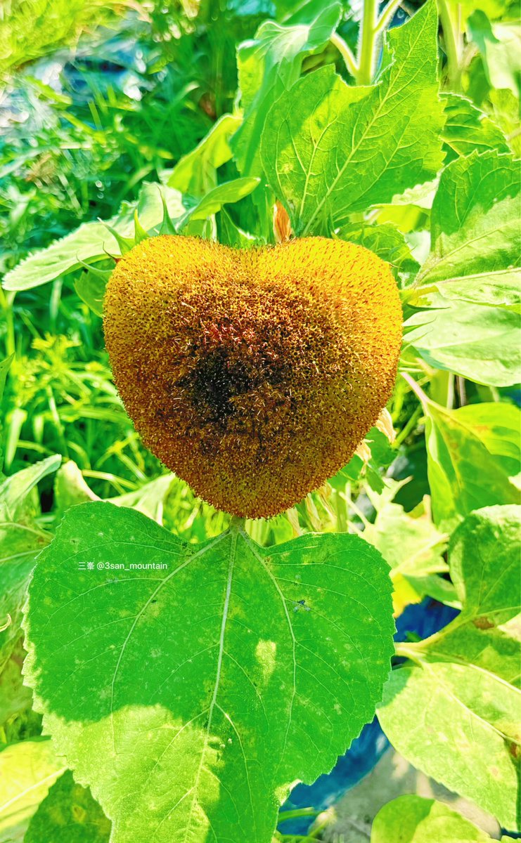 3san_mountain's tweet photo. 自然からのラブレター💌🌻
#ひまわり #ハート型 #自然の奇跡 #ラブレター #夏の贈り物
#ハートのひまわり #心が温まる風景 #癒しの自然 #今日の元気チャージ #小さな幸せ探し
#SunflowerLove #自然のアート #HeartInNature #LoveMessageFromNature https://t.co/8qJBlBvWgA