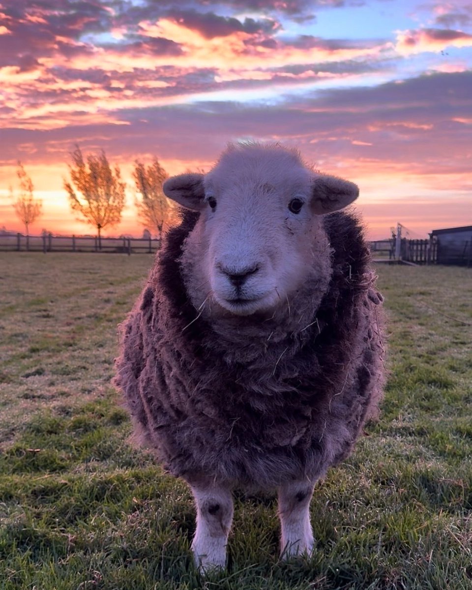 lambning's tweet image. 