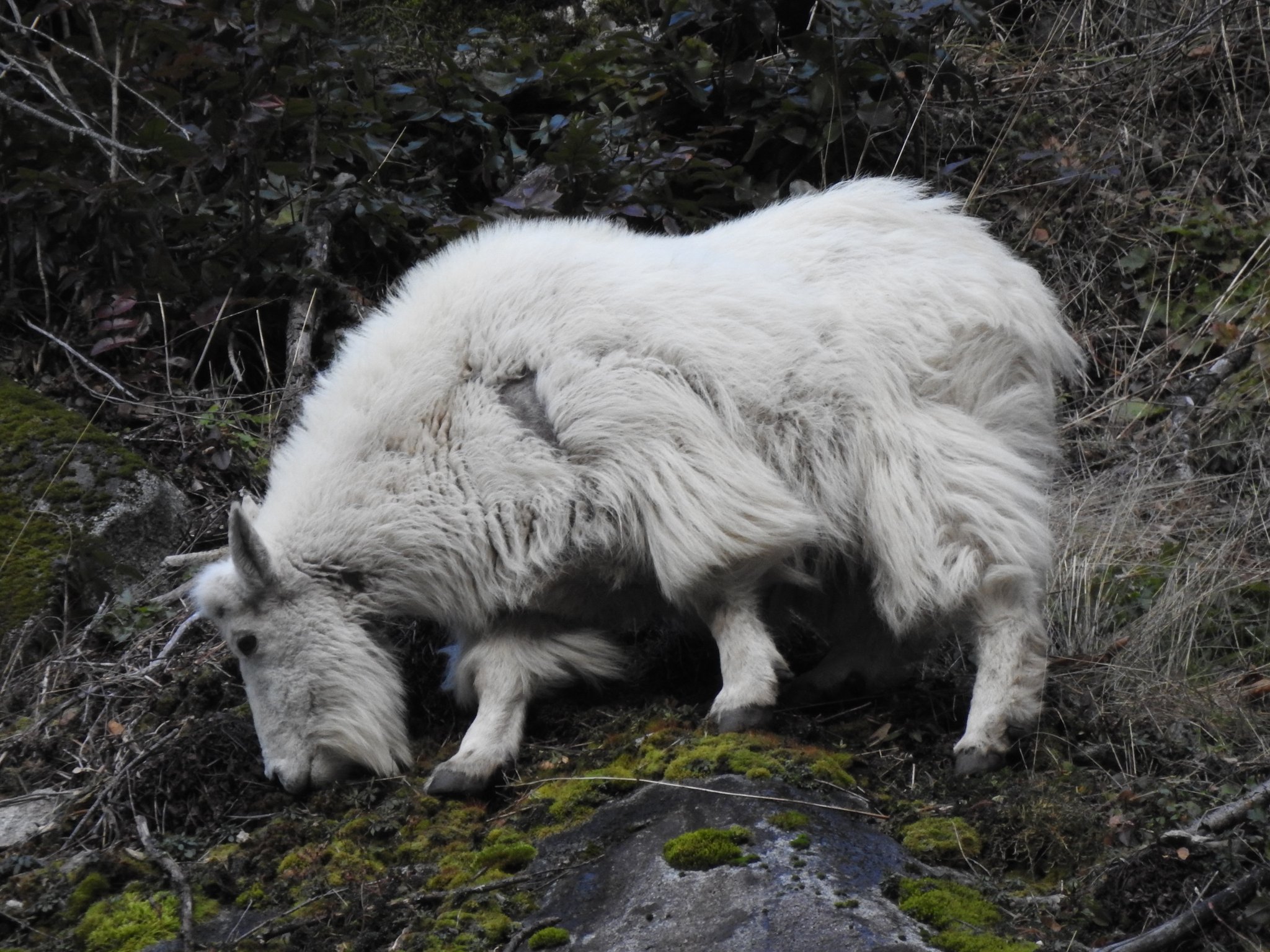 ZORN area area goat remix武道館MACCHO NR3YUKLMW5EA3AJIESIUMSK2SE.jpg
